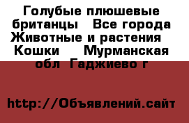 Голубые плюшевые британцы - Все города Животные и растения » Кошки   . Мурманская обл.,Гаджиево г.